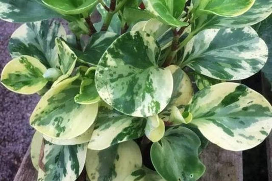 Peperomia obtusifolia 'variegata', Variegated baby rubber plant