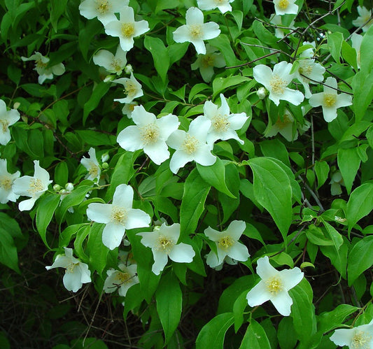 Philadelphus inordorus, Appalachian mock orange