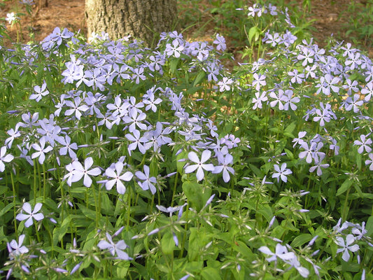 Phlox divaricata, woodland phlox