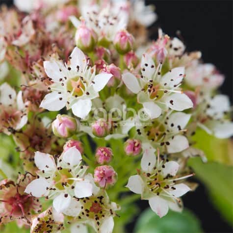 Physocarpus opulifolius, ninebark