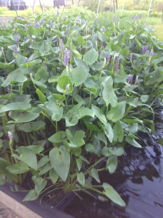 Pontederia cordata, pickerel weed