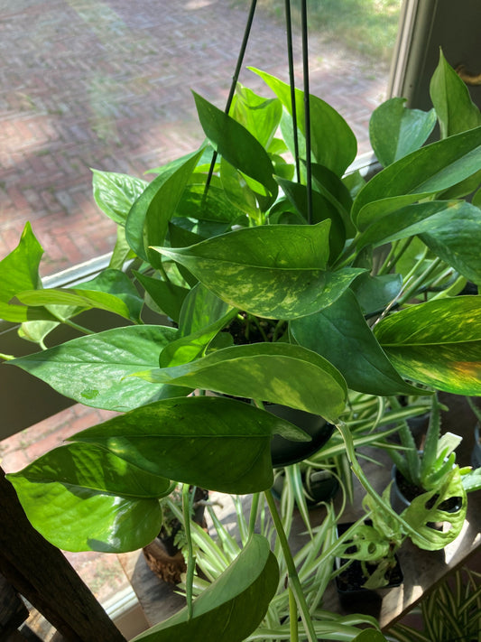 Epipremnum aureum, Golden pothos