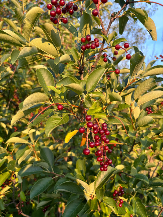 Prunus virginiana, chokecherry