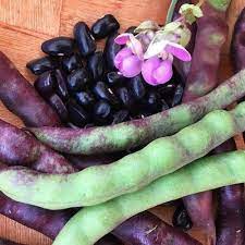 Phaseolus vulgaris, purple Kingsessing bean