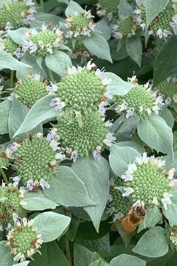 Sun Pollinator Garden Package: Extra-Large (Pink/White/Yellow/Red/Purple)