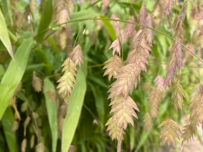 Chasmanthium latifolium, river oats [SEEDS]
