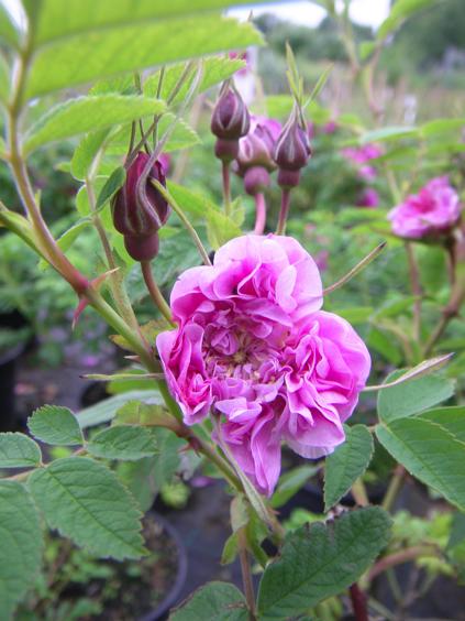 Rosa majalis 'Plena', double cinnamon rose