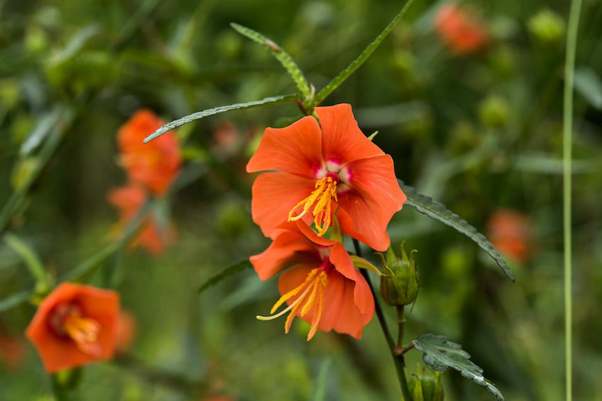 Pentapetes phoenicea, copper cups [SEEDS]