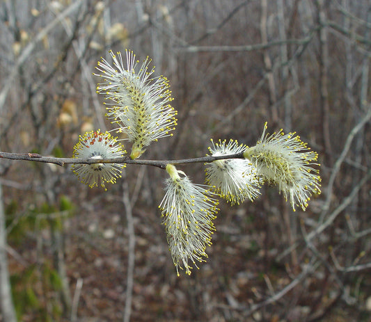 Salix discolor, pussy willow