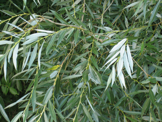 Salix alba, White Willow