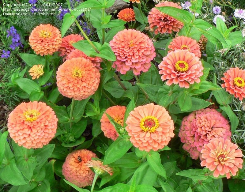 Zinnia elegans, Giant salmon rose zinnia