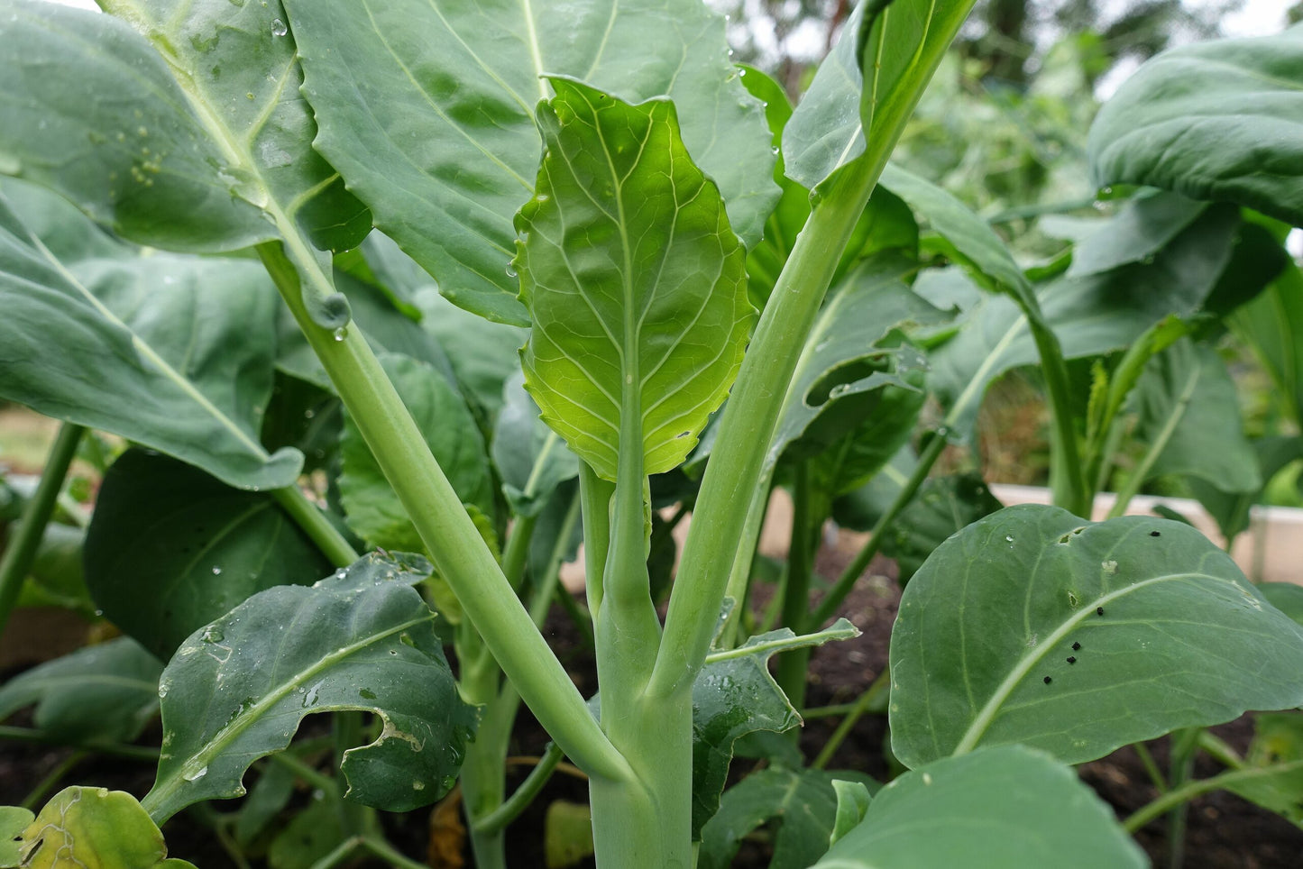 Brassica oleracea, Yod fah (Chinese broccoli)