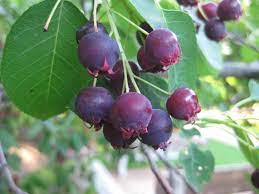 Amelanchier canadensis, Serviceberry