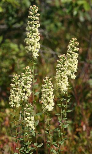 Solidago bicolor, White Goldenrod