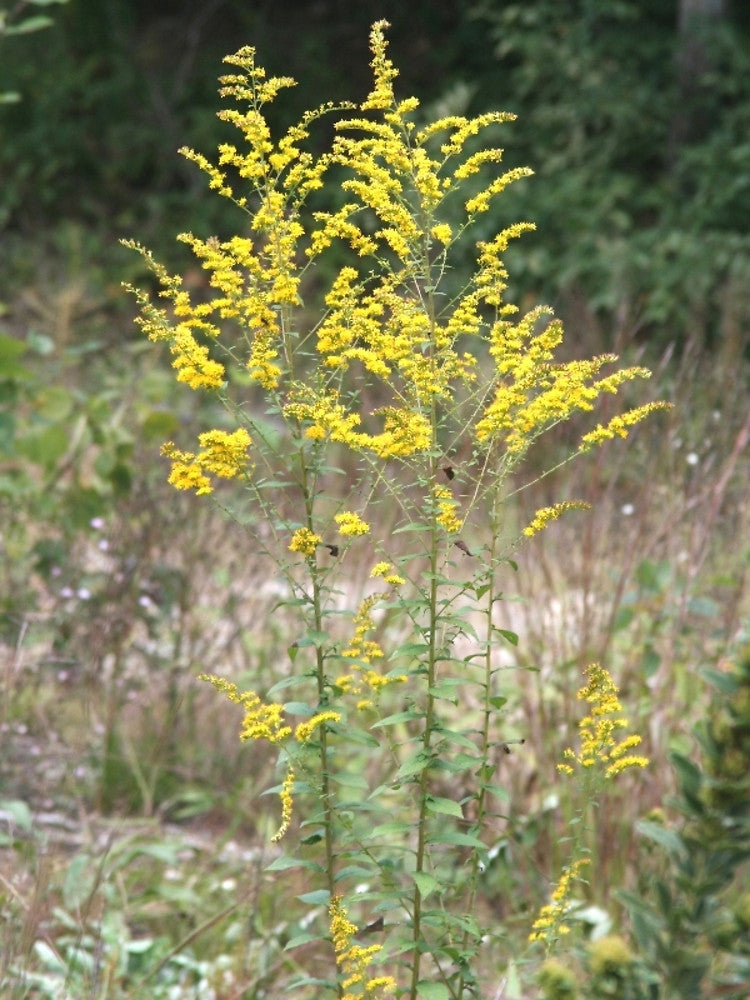 Solidago rugosa, rough goldenrod