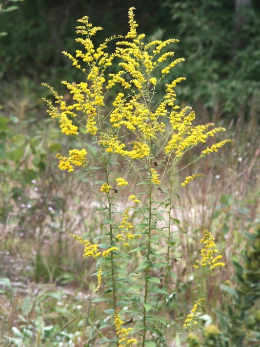 Solidago rugosa, rough goldenrod
