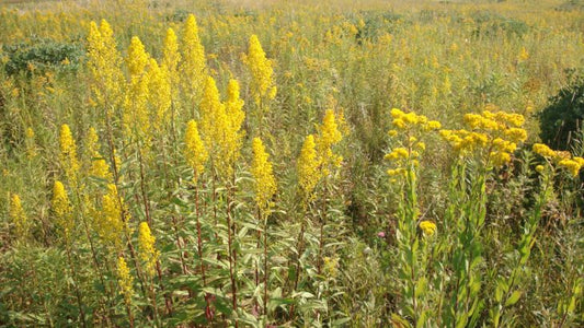 Solidago speciosa, Showy goldenrod
