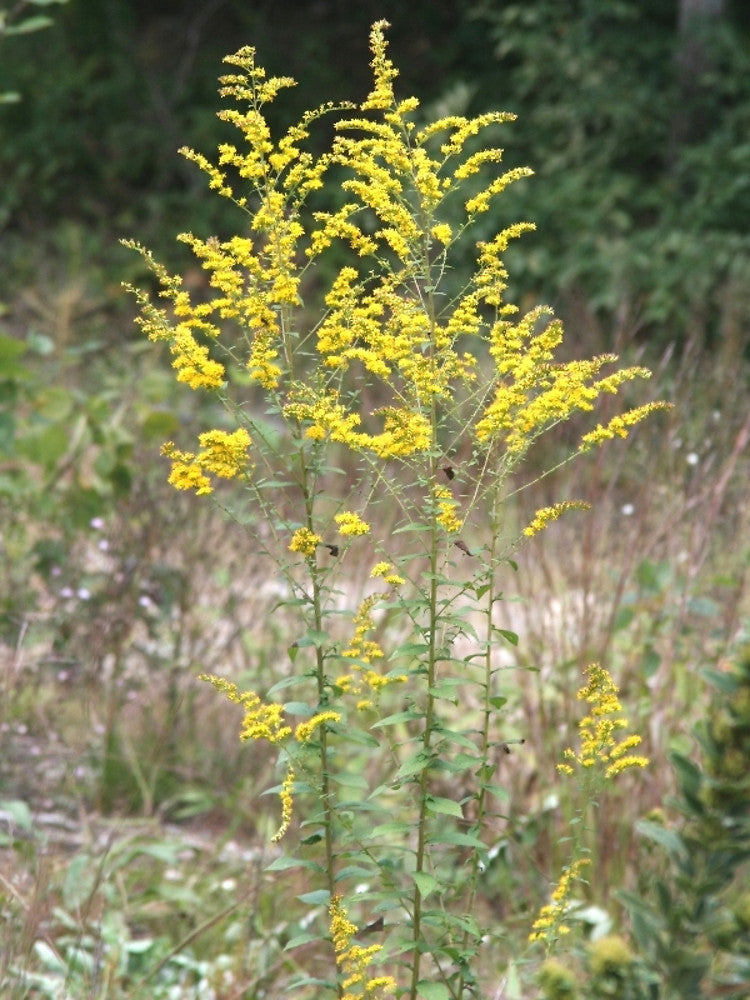 Sun Pollinator Garden Package: Small (Red/Yellow/White)