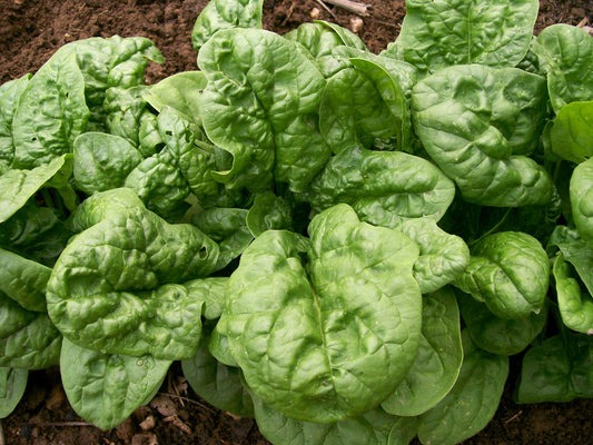 Spinacia oleracea, Bloomsdale longstanding spinach