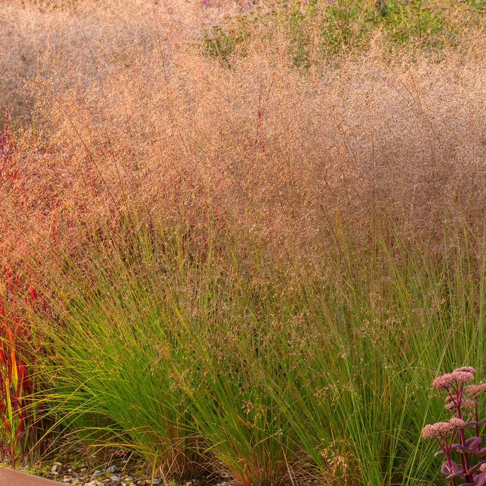 Sun Pollinator Garden Package: Large (Pink/White/Yellow/Purple)