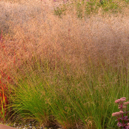 Sporobolus heterolepsis, Prairie Dropseed