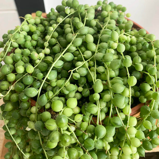 Senecio rowleyanus, String of pearls (green)