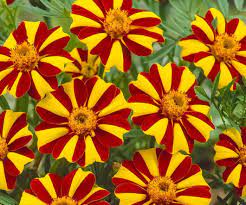 Tagetes patula, Harlequin marigold