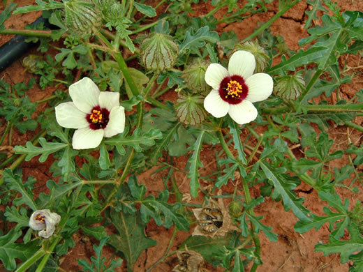 Hibiscus trionum, flower of an hour