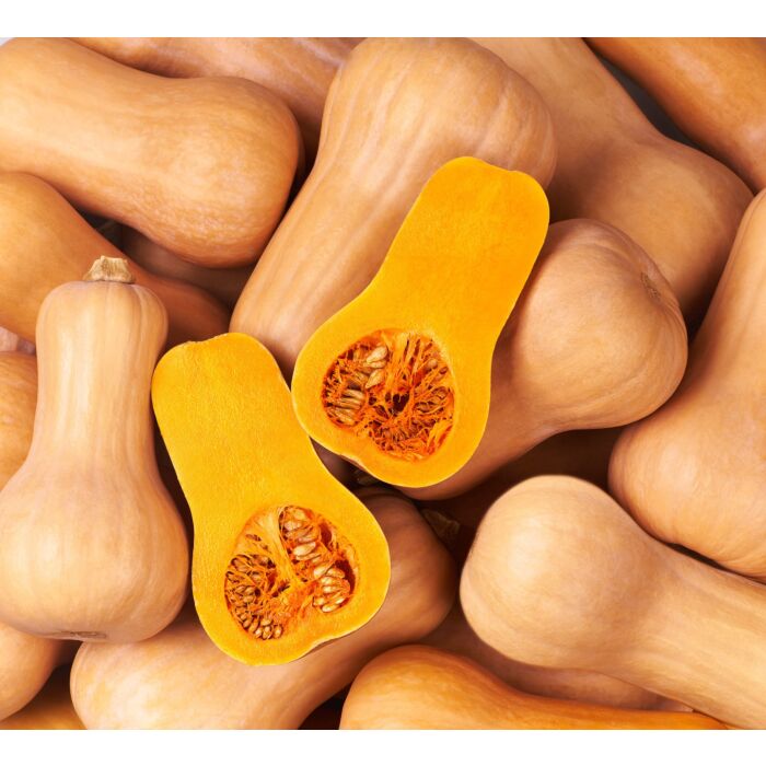 Cucurbita moschata, Waltham butternut squash