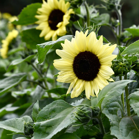Helianthus annuus 'Valentine', sunflower