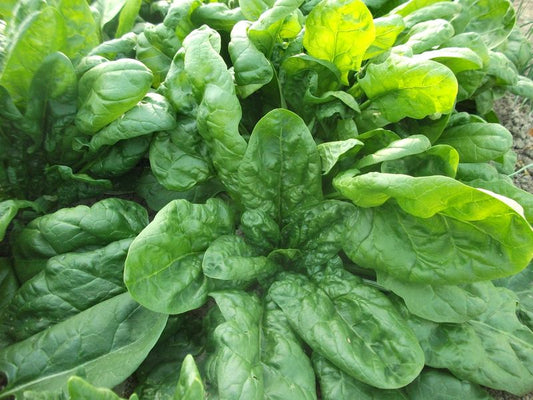 Spinacia oleracea, Monstrueux de Viroflay spinach