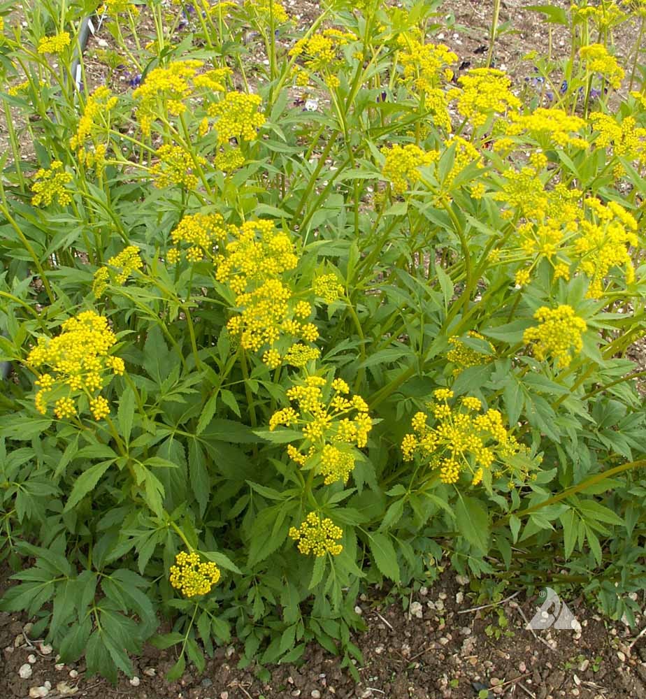 Shade Pollinator Garden Package: Medium (Yellow/White/Red)