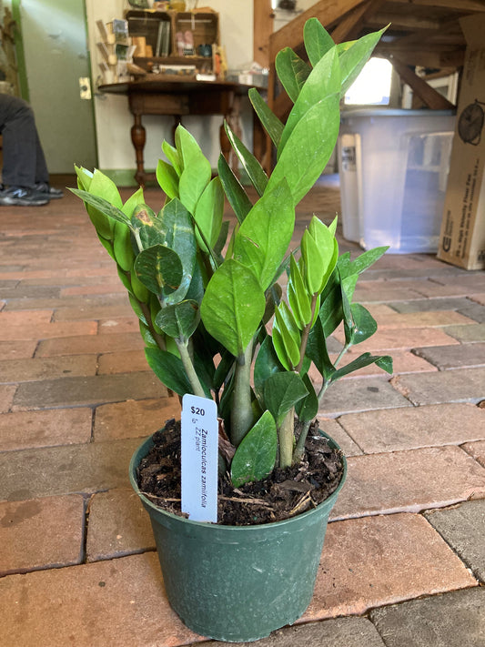 Zamioculcas zamiifolia, ZZ plant