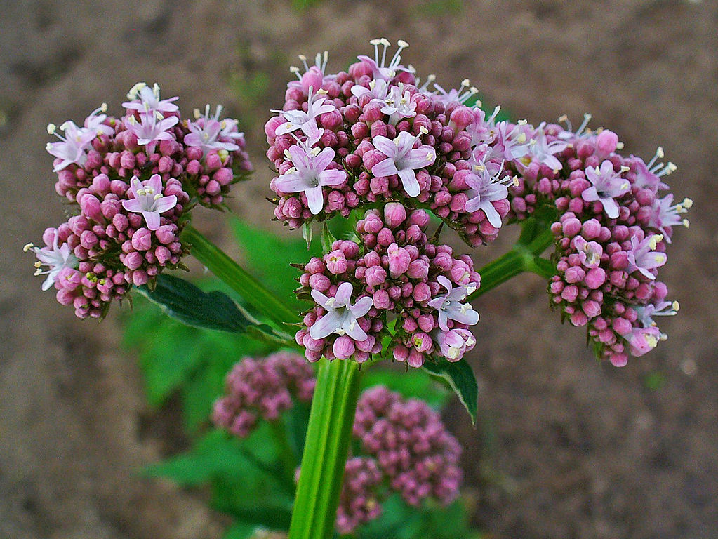 Valeriana officinalis, Valerian