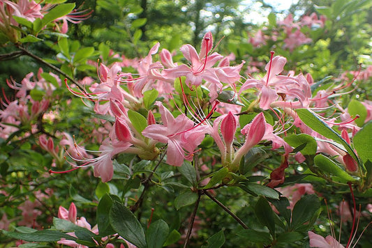 Rhododendron arborescens, sweet azalea