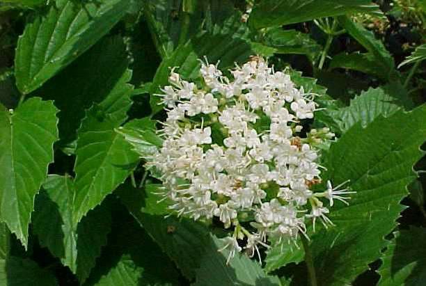 Viburnum dentatum, Arrowwood Viburnum