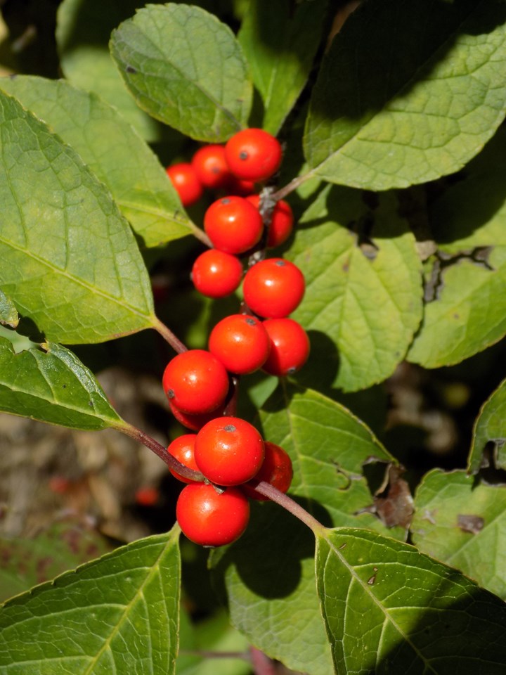 Ilex verticillata, Winterberry