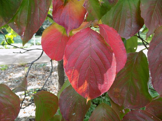 Cornus florida, flowering dogwood