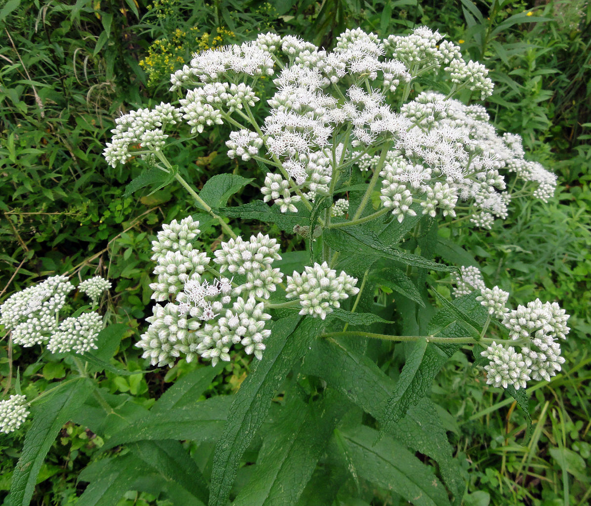 Eupatorium perfoliatum, Common Boneset