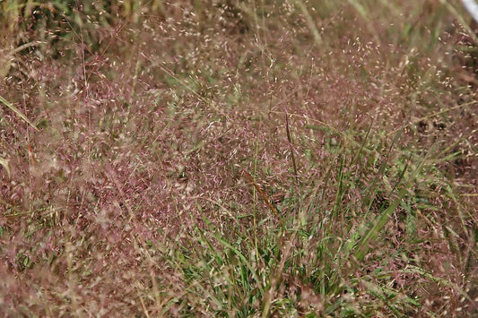 Eragrostis spectabilis, Purple Love Grass