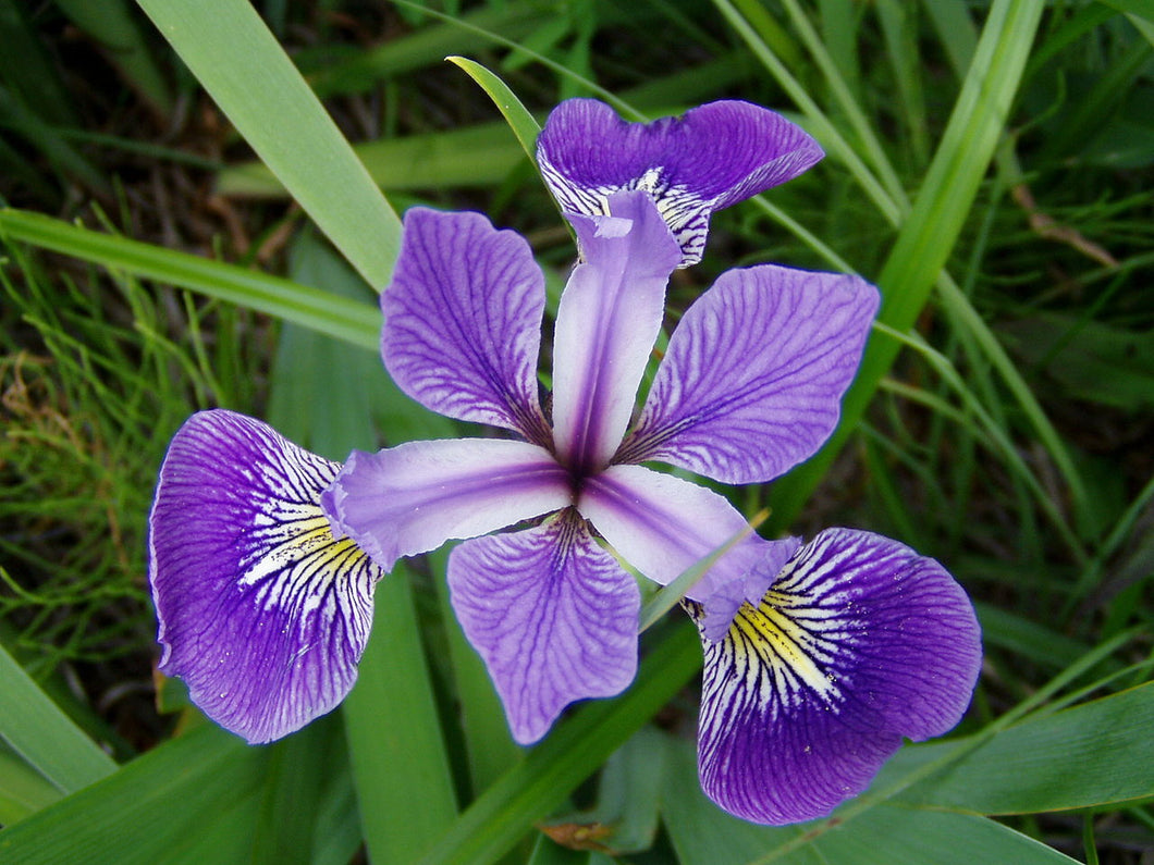 Iris versicolor, Blue Flag