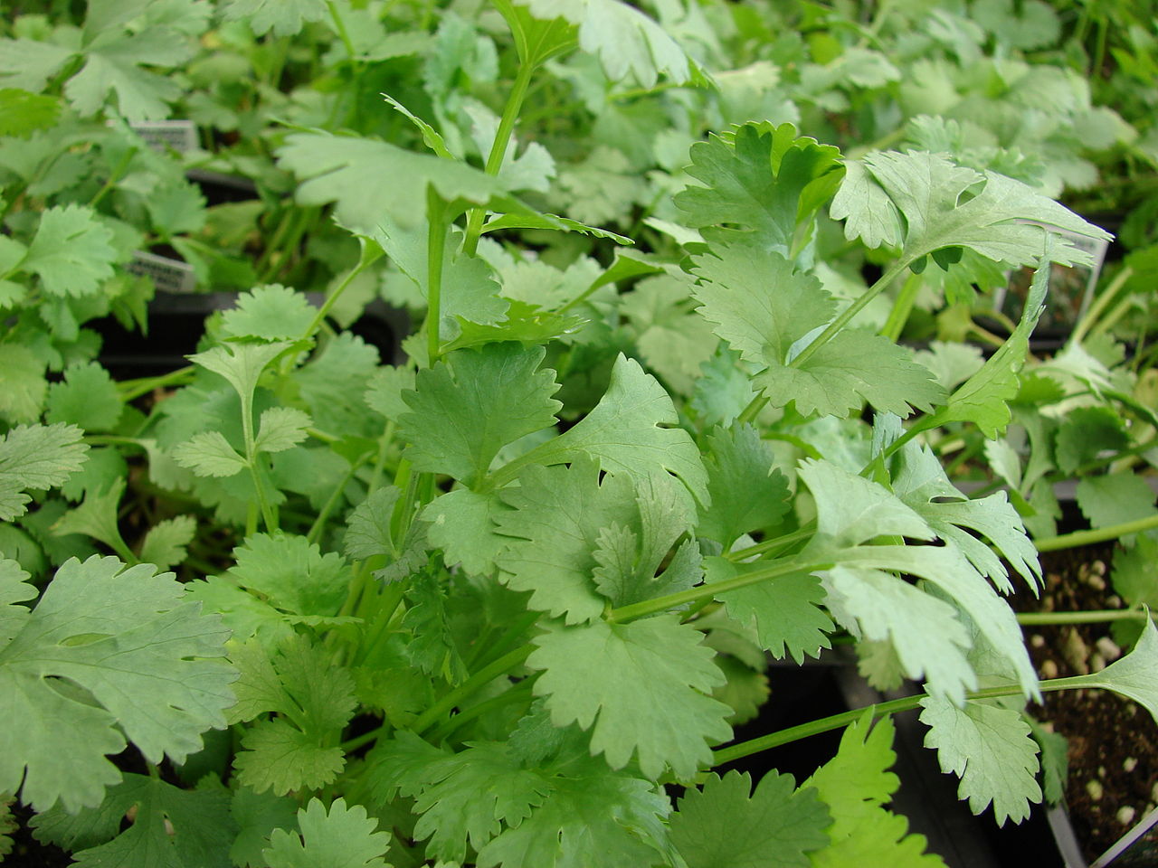 Coriandrum sativum, Coriander [SEEDS]