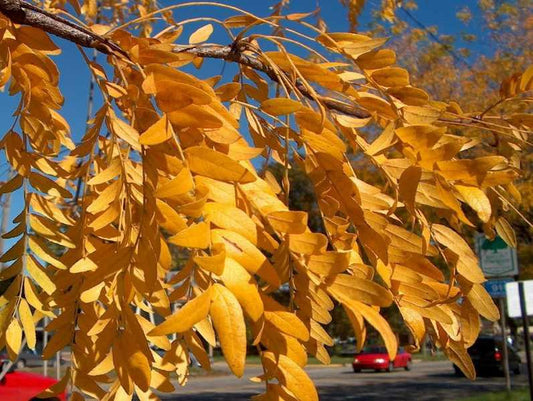 Gleditsia triacanthos, Honey locust