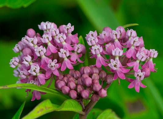 Asclepias incarnata, Swamp Milkweed