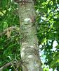 Gleditsia triacanthos, Honey locust