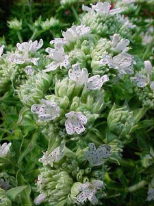 Pycnanthemum virginianum, American mountain Mint