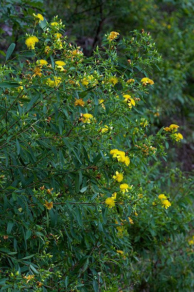 Hypericum prolificum, Shrubby St. John's wort