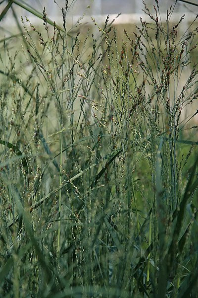 Panicum virgatum, Switchgrass