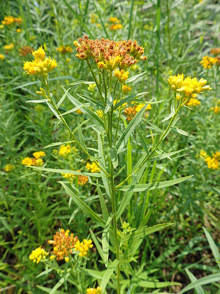 Euthamia graminifolia, grass-leaved goldenrod