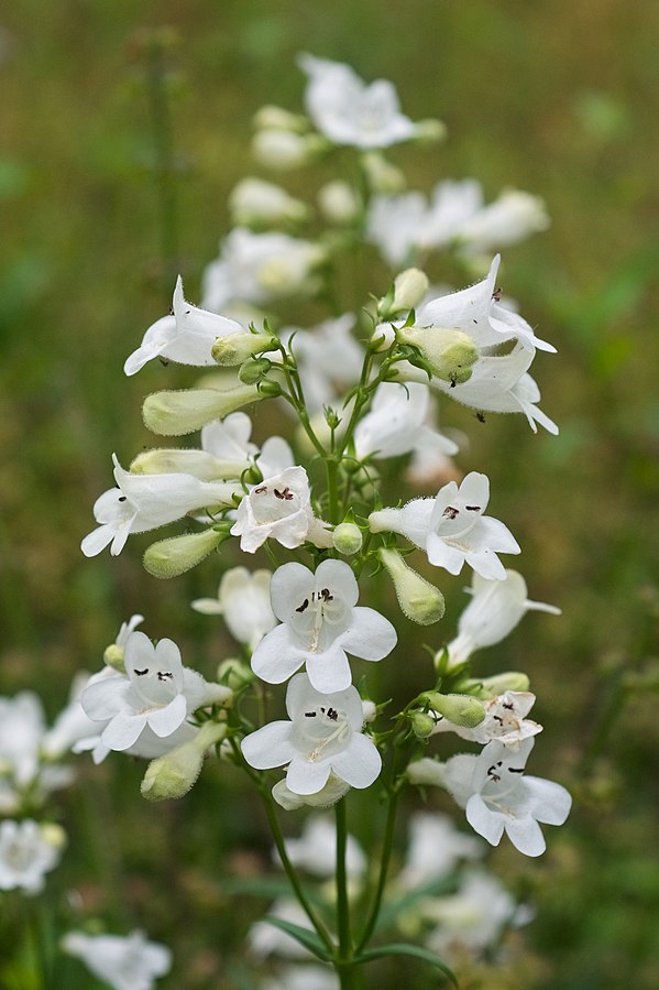 Penstemon digitalis, beardtongue